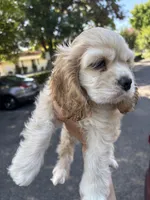 GALA, a female Cocker Spaniel for sale in Newark, CA – 5 of 5