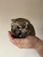 Lulu, a female Pomeranian for sale in Newark, CA – 4 of 4