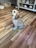 Gala, a female Cocker Spaniel for sale in Newark, CA – 7 of 8