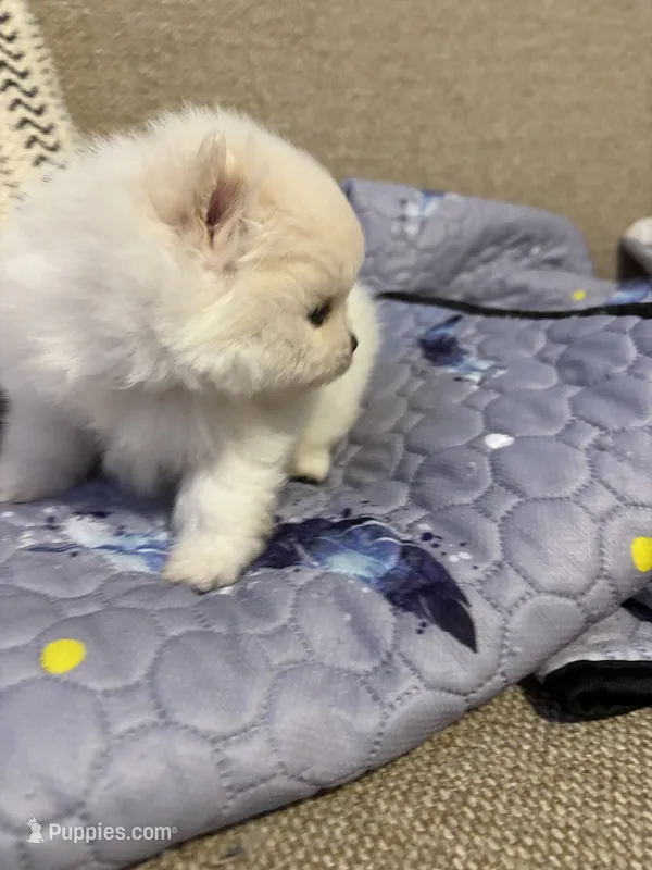 Leo – Pomeranian puppy for sale in Newark, CA