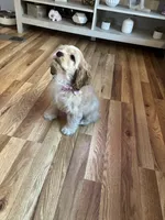 Gala, a female Cocker Spaniel for sale in Newark, CA – 5 of 8
