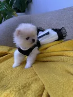 Monse, a female Pomeranian for sale in Newark, CA – 3 of 7