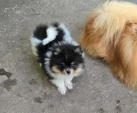 Theo, a male Pomeranian for sale in Newark, CA – 4 of 4