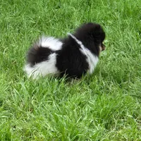 Theo, a male Pomeranian for sale in Newark, CA – 2 of 4