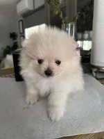 Kiara, a female Pomeranian for sale in Newark, CA – 5 of 5