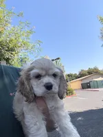 GALA, a female Cocker Spaniel for sale in Newark, CA – 4 of 5