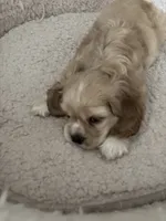 Gala, a female English Cocker Spaniel for sale in Newark, CA – 3 of 4