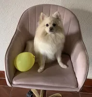 Lola, a female Pomeranian for sale in Newark, CA – 4 of 5