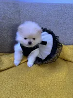 Monse, a female Pomeranian for sale in Newark, CA – 7 of 7