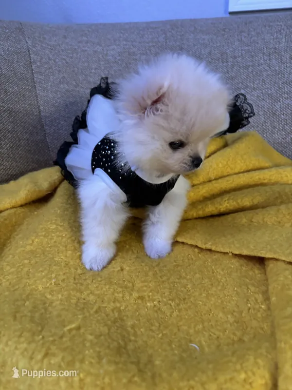 Monse – Pomeranian puppy for sale in Newark, CA