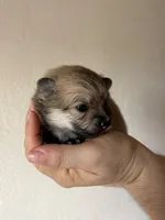 Lulu, a female Pomeranian for sale in Newark, CA – 3 of 4
