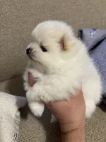 Leo, a male Pomeranian for sale in Newark, CA – 3 of 9