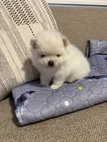 Leo, a male Pomeranian for sale in Newark, CA – 8 of 9