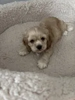 Gala, a female English Cocker Spaniel for sale in Newark, CA – 2 of 4