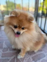 Lola, a female Pomeranian for sale in Newark, CA – 5 of 5