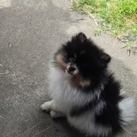 Theo, a male Pomeranian for sale in Newark, CA – 3 of 4