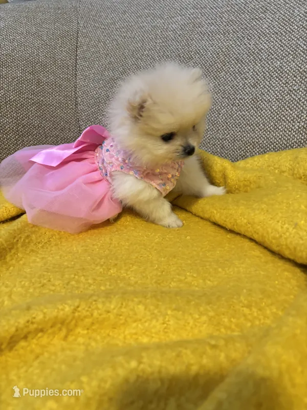 Kiara – Pomeranian puppy for sale in Newark, CA