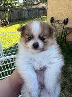 Sophia , a female Pomeranian for sale in Newark, CA – 3 of 3