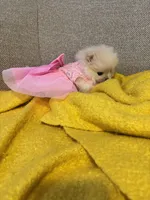 Kiara, a female Pomeranian for sale in Newark, CA – 4 of 5