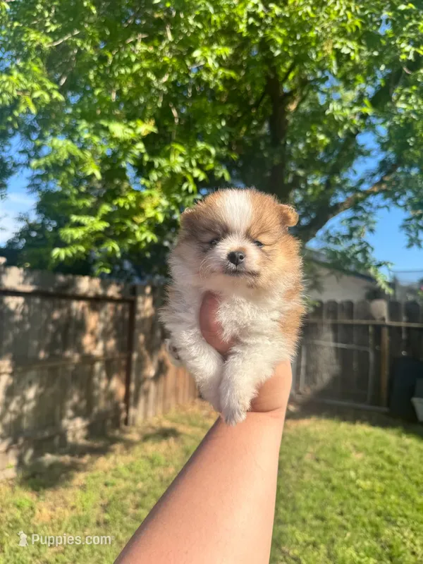 Sophia  – Pomeranian puppy for sale in Newark, CA