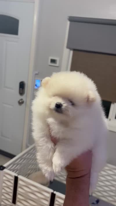 Leo, a male Pomeranian for sale in Newark, CA – 9 of 9