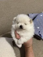 Leo, a male Pomeranian for sale in Newark, CA – 5 of 9