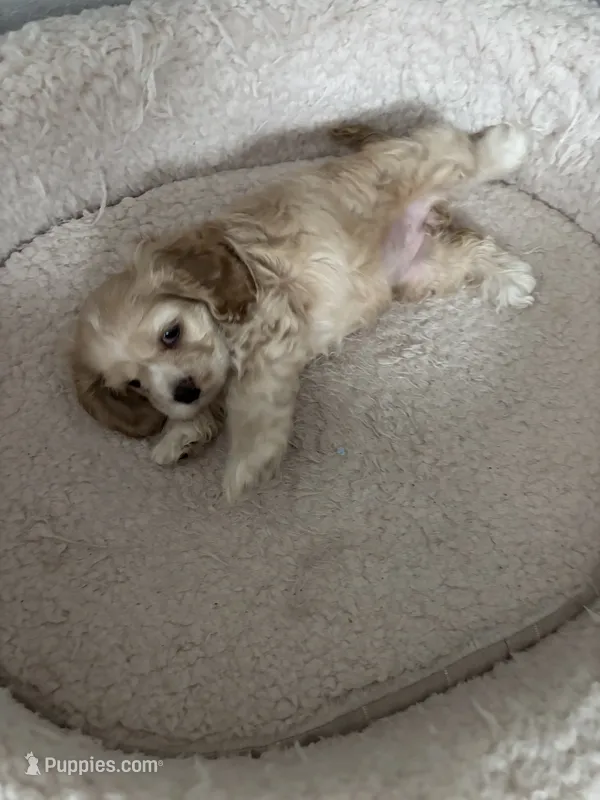Gala – English Cocker Spaniel puppy for sale in Newark, CA