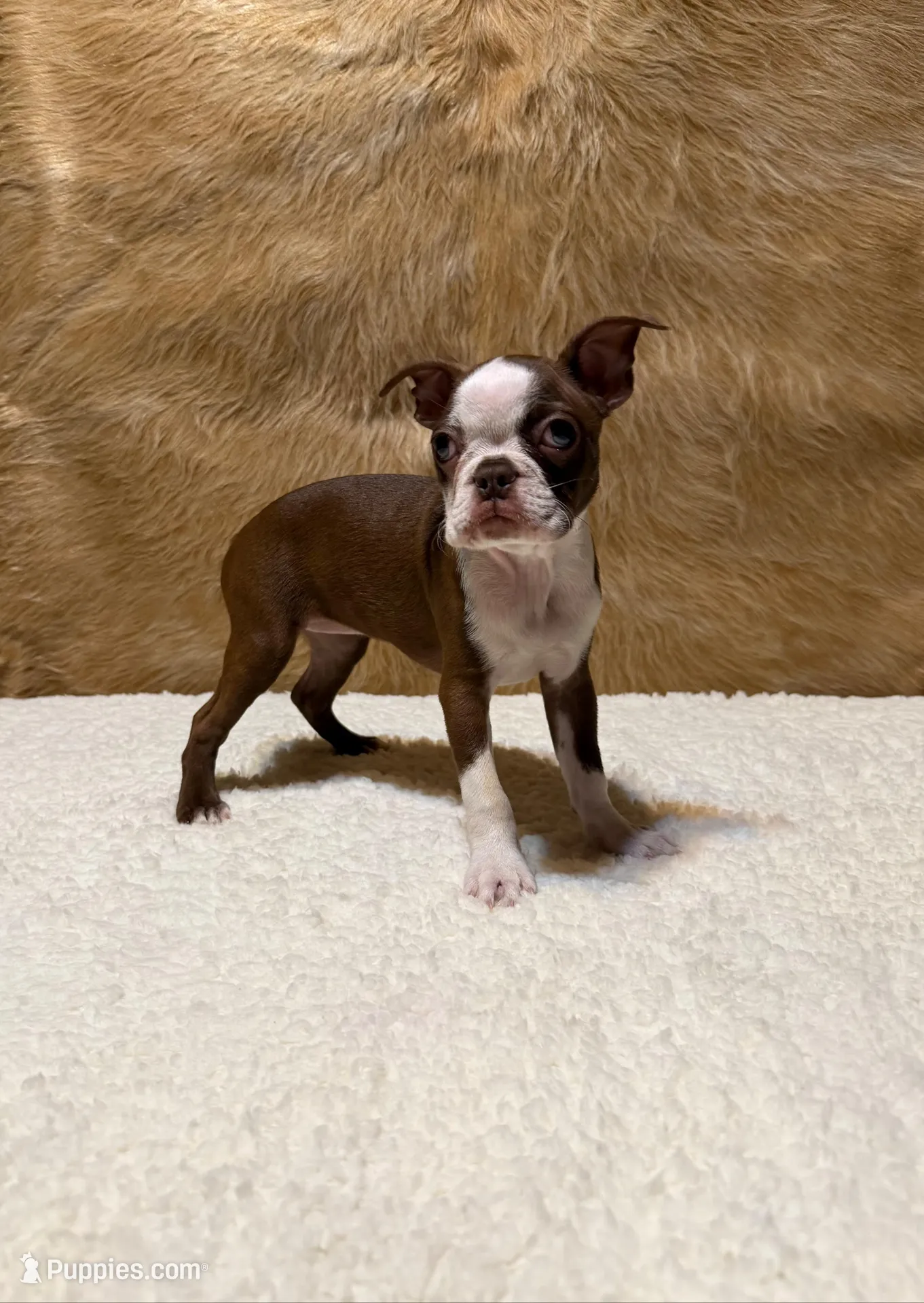 Autumn, a female Boston Terrier for sale in Fort Worth, TX – Photo 2 of 3