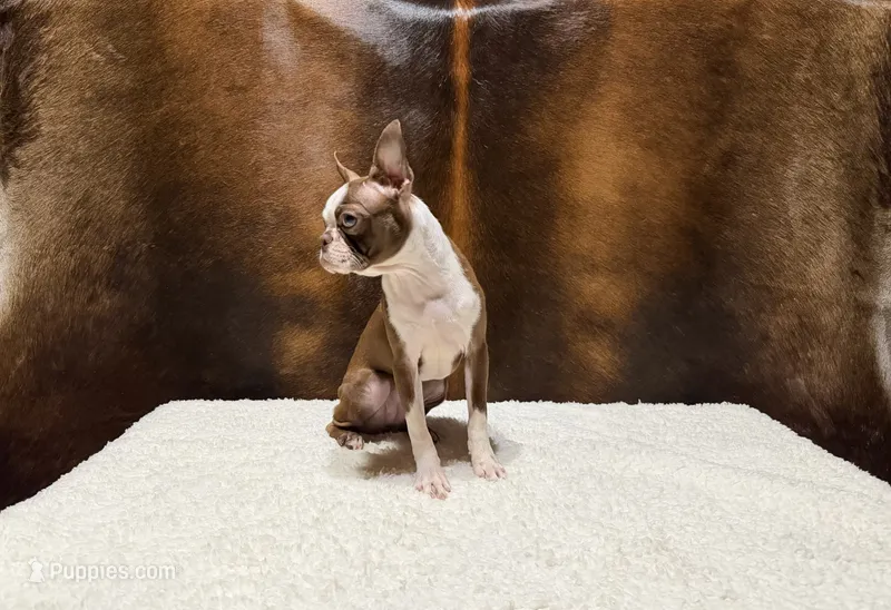 Autumn – Boston Terrier puppy for sale in Fort Worth, TX