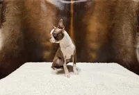 Autumn, a female Boston Terrier for sale in Fort Worth, TX – 3 of 3