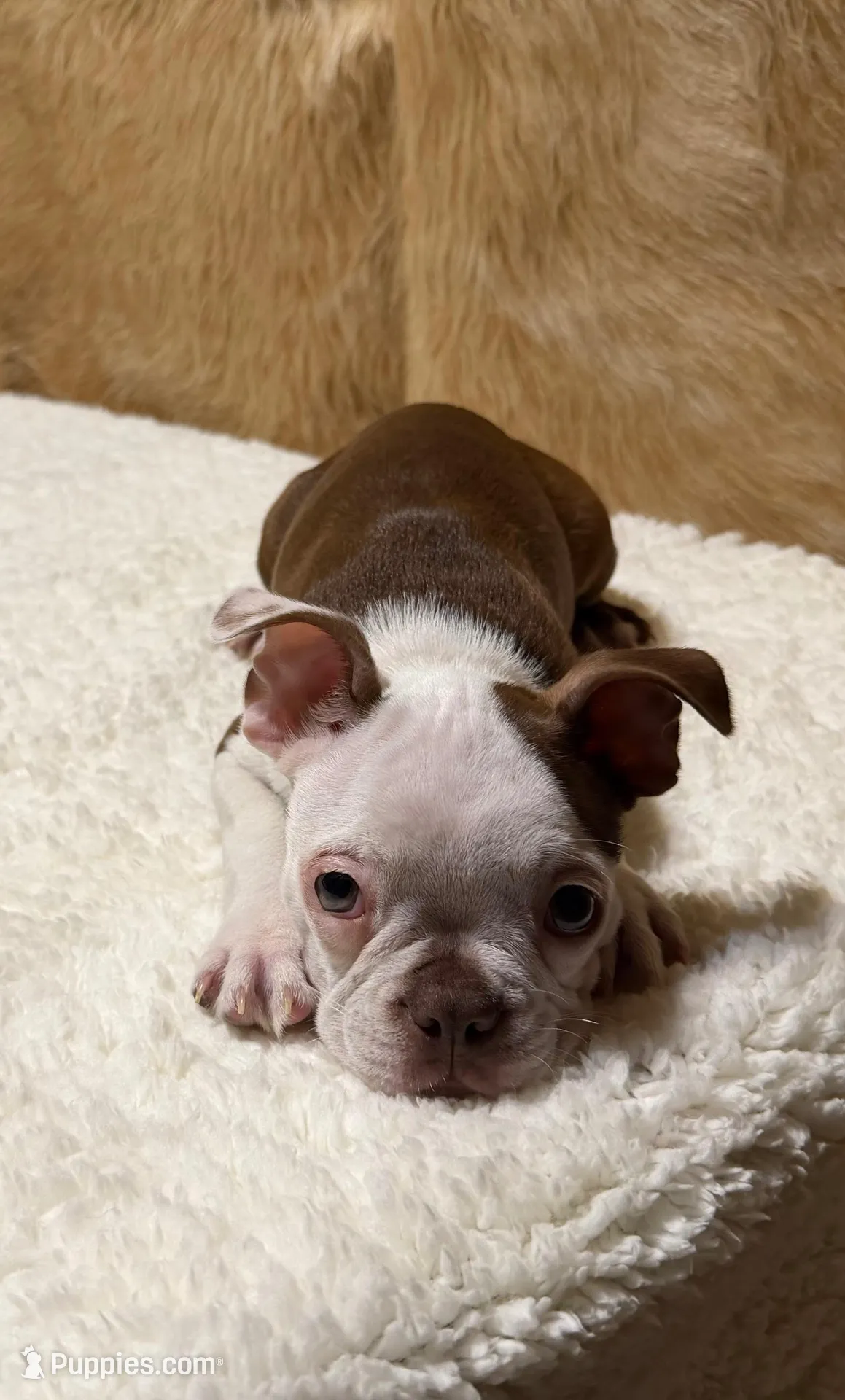 Copper, a male Boston Terrier for sale in Fort Worth, TX – Photo 3 of 5