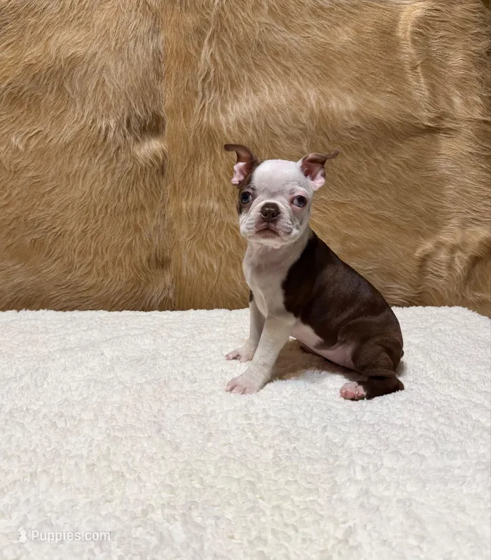 Amber – Boston Terrier puppy for sale in Fort Worth, TX