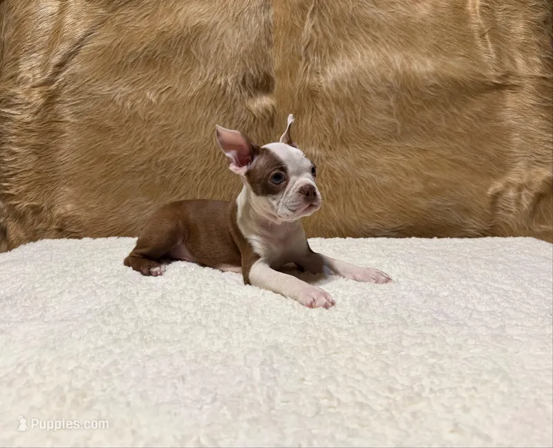 Russet – Boston Terrier puppy for sale in Fort Worth, TX