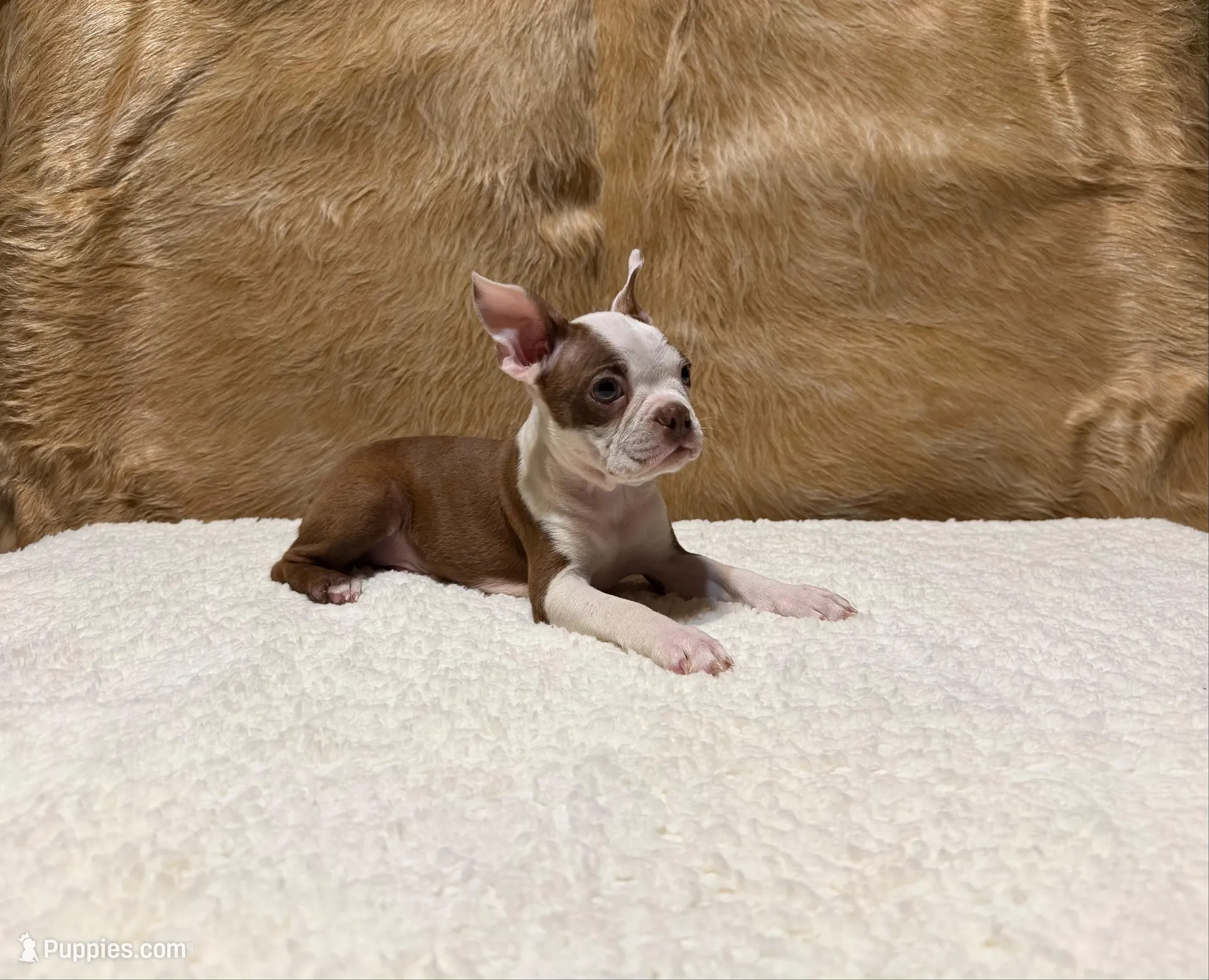 Russet, a male Boston Terrier for sale in Fort Worth, TX – Photo 1 of 3