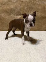 Autumn, a female Boston Terrier for sale in Fort Worth, TX – 2 of 3