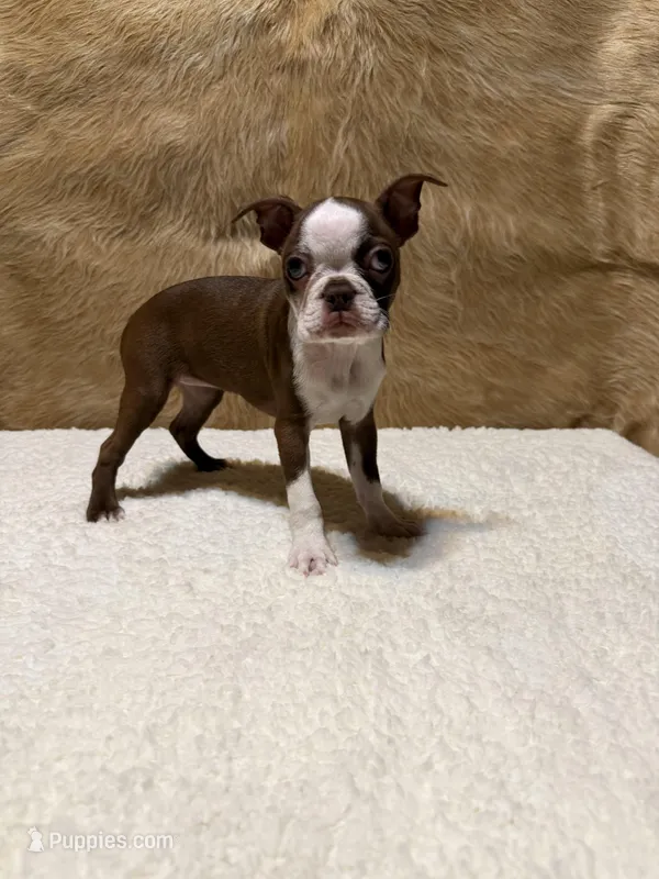 Autumn – Boston Terrier puppy for sale in Fort Worth, TX