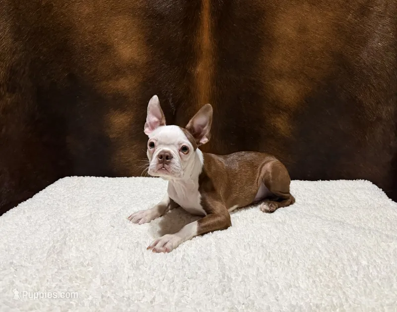 Copper Tin – Boston Terrier puppy for sale in Fort Worth, TX
