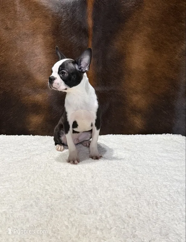 Gunsmoke – Boston Terrier puppy for sale in Fort Worth, TX