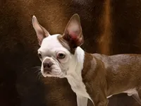 Copper , a male Boston Terrier for sale in Fort Worth, TX – 2 of 3