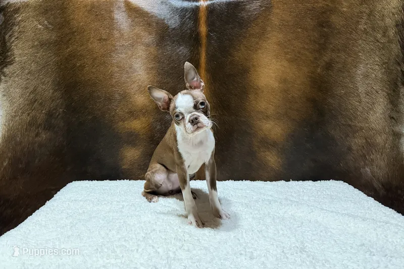 Autumn – Boston Terrier puppy for sale in Fort Worth, TX