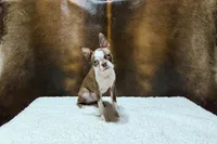 Autumn, a female Boston Terrier for sale in Fort Worth, TX – 1 of 3