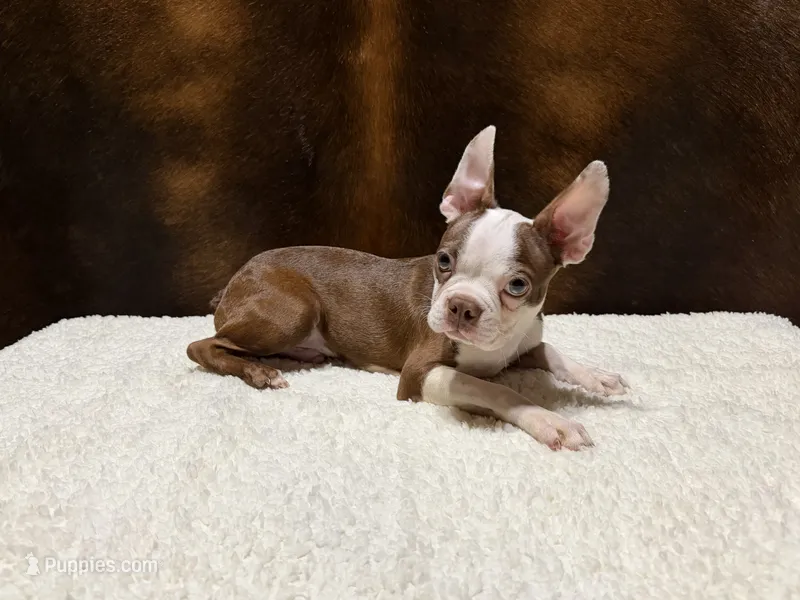 Russet Hold – Boston Terrier puppy for sale in Fort Worth, TX