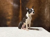 Blackwell, a male Boston Terrier for sale in Fort Worth, TX – 3 of 3
