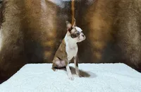 Autumn, a female Boston Terrier for sale in Fort Worth, TX – 2 of 3