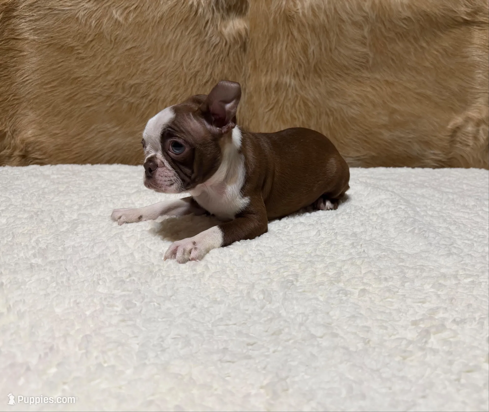 Autumn, a female Boston Terrier for sale in Fort Worth, TX – Photo 3 of 3