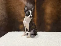 Midnight, a male Boston Terrier for sale in Fort Worth, TX – 2 of 3