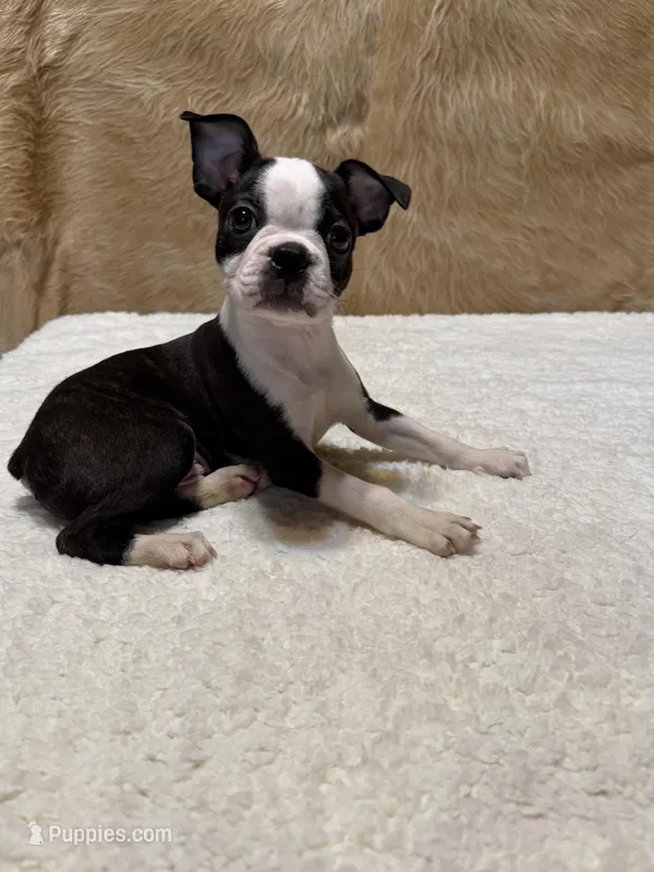Gunsmoke – Boston Terrier puppy for sale in Fort Worth, TX