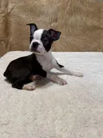 Gunsmoke, a male Boston Terrier for sale in Fort Worth, TX – Photo 3 of 3