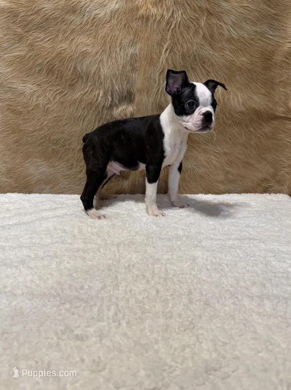 Gunsmoke – Boston Terrier puppy for sale in Fort Worth, TX
