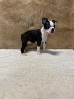 Gunsmoke, a male Boston Terrier for sale in Fort Worth, TX – Photo 2 of 3